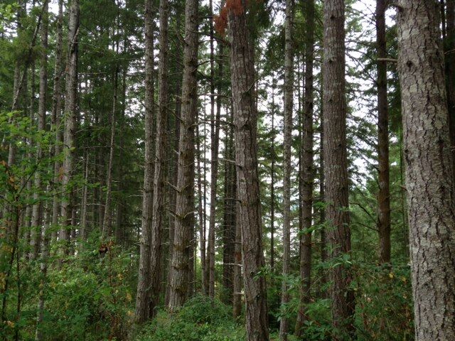Property Photo:  0 106th St Kpn  WA 98329 