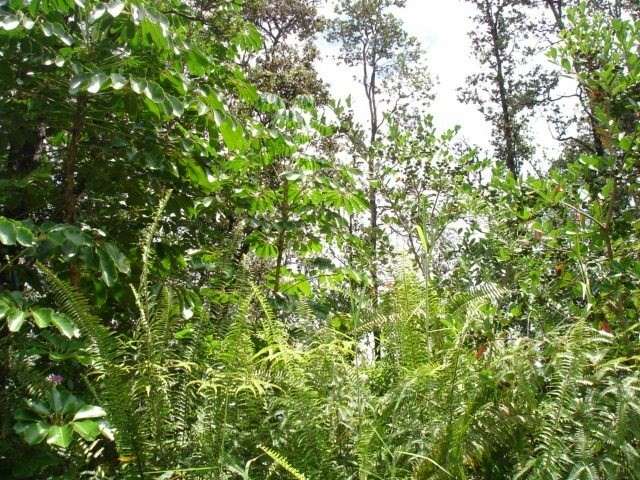 Property Photo:  16-2081 Kuleana St  HI 96778 