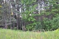 Property Photo: Tbd Hitchcock MI 49727