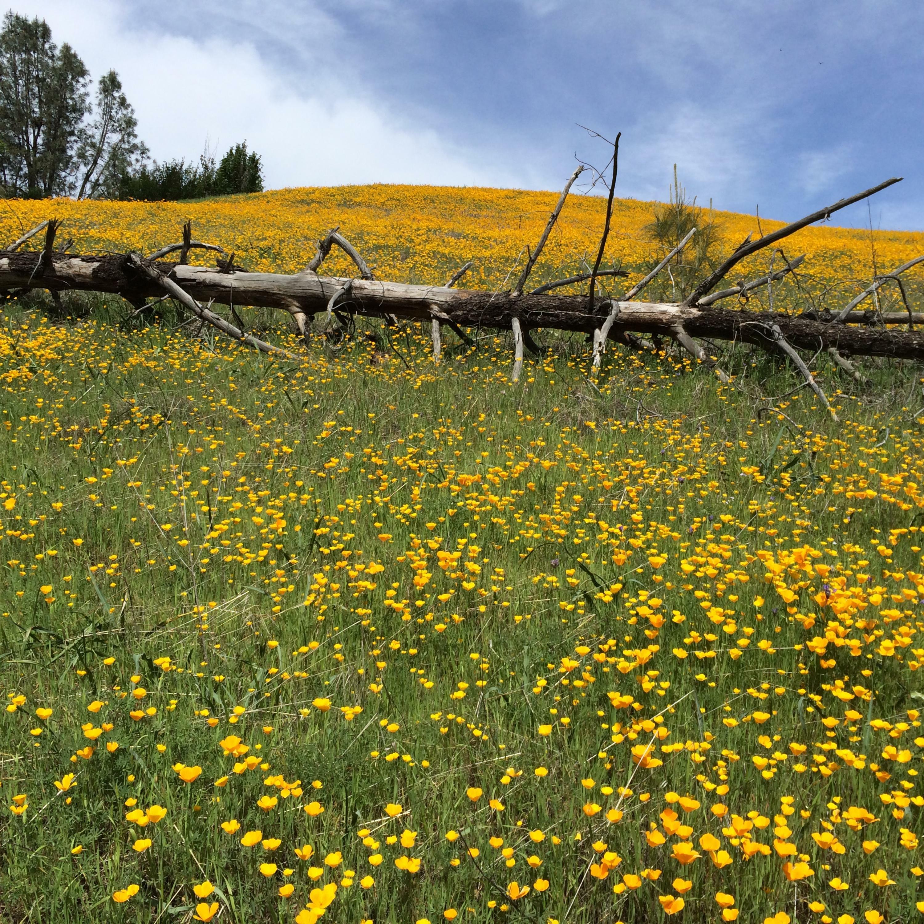 Property Photo:  Jones Valley Trail  CA 96003 