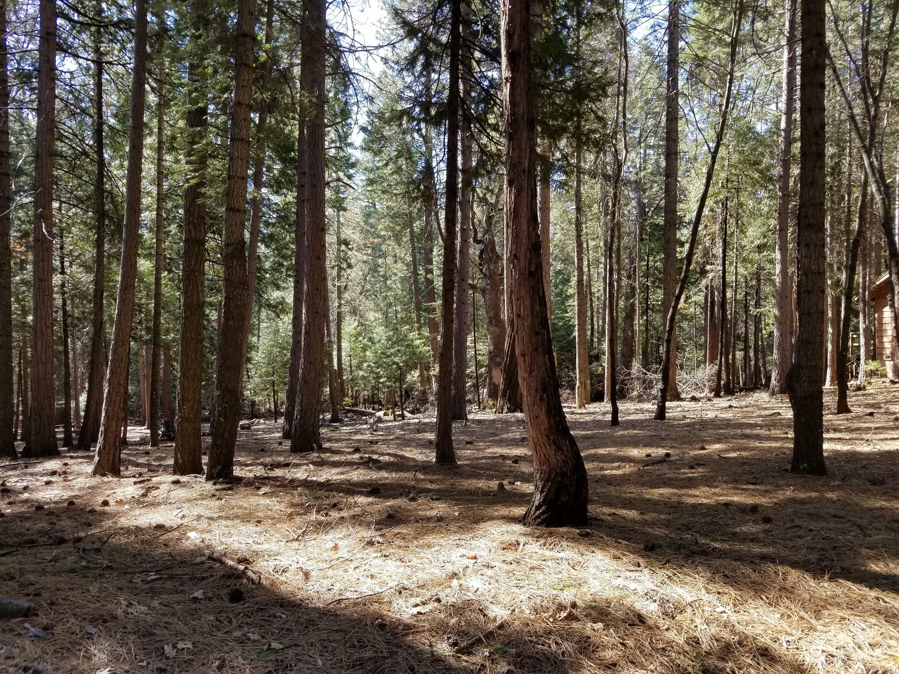 Property Photo:  Lot 3 Sleepy Hollow Drive  CA 96088 