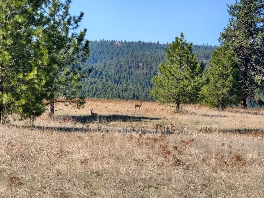 Property Photo:  970 Kitt Narcisse Rd  WA 99114 