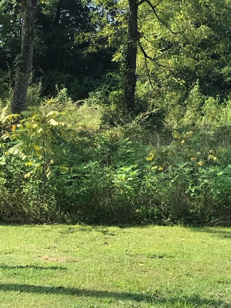 Property Photo: Lot 3 County Road 287 TN 37826