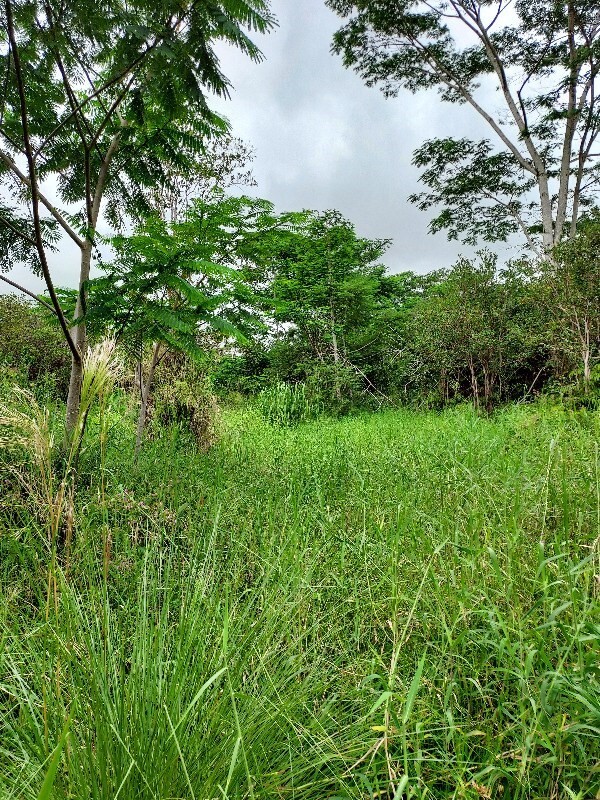 Property Photo:  18-3946 S Lauko Rd  HI 96771 