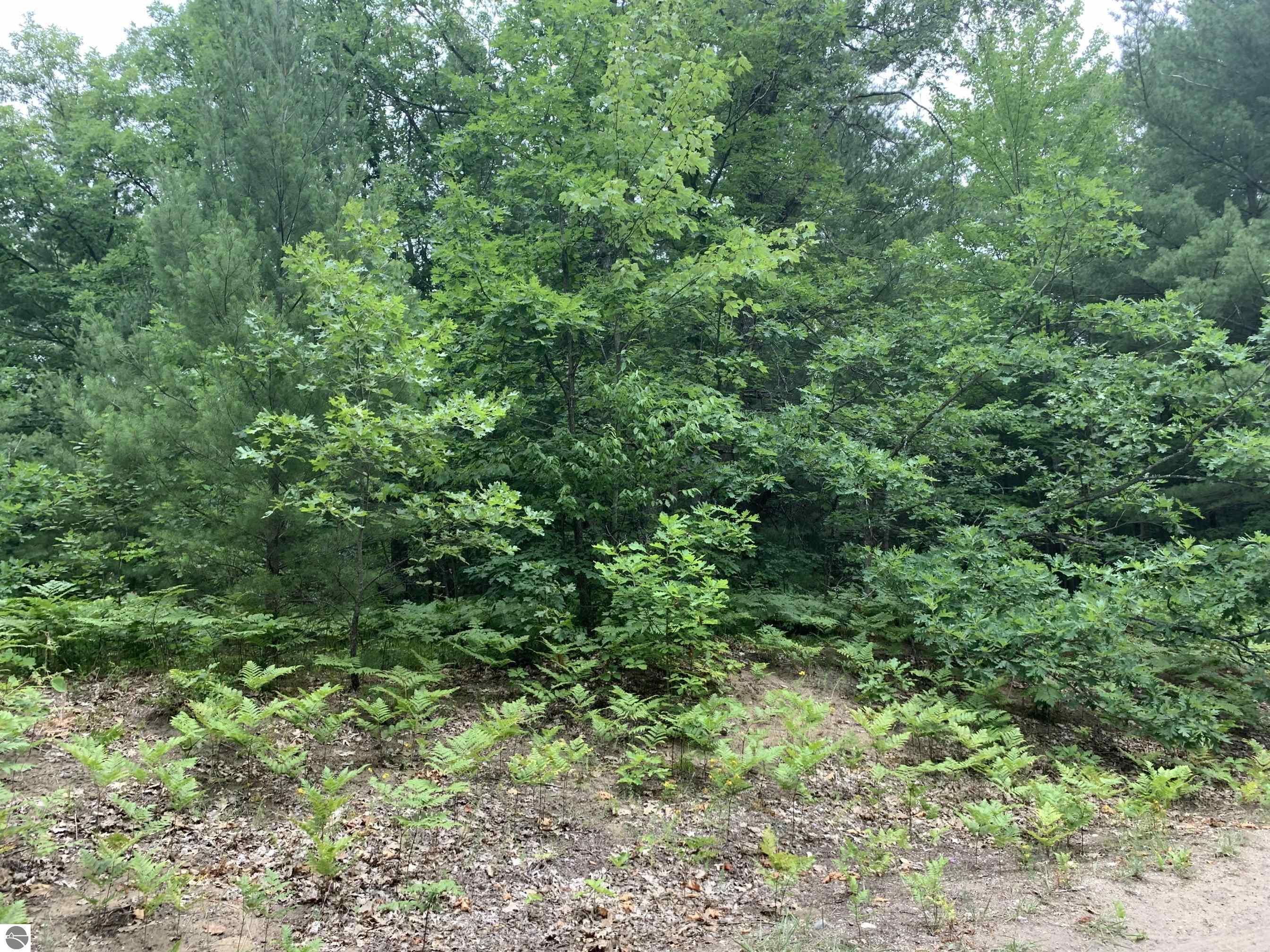 00 West Avenue  Interlochen MI 49643 photo