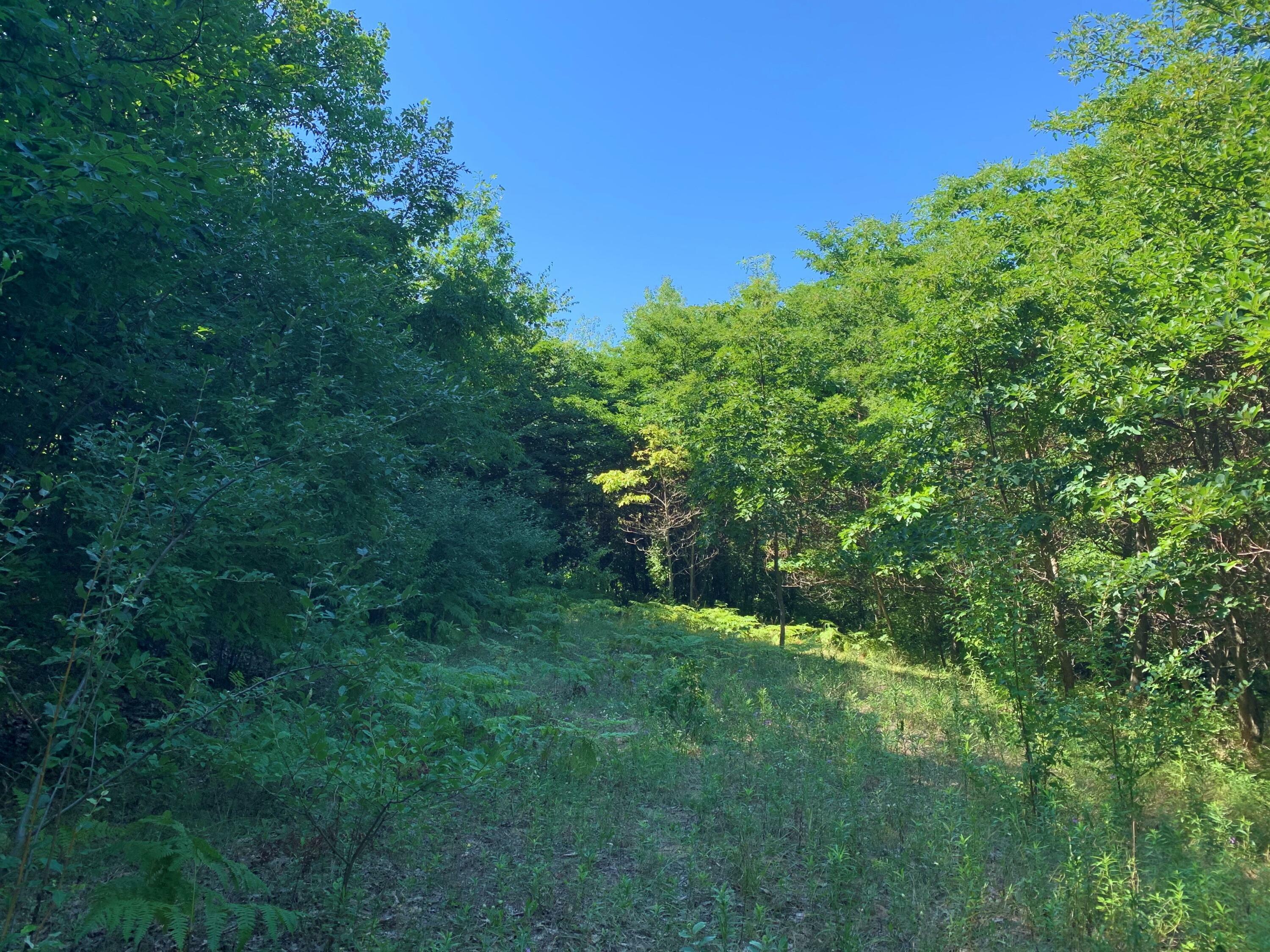 Lot 7 Woodridge  Mears MI 49436 photo
