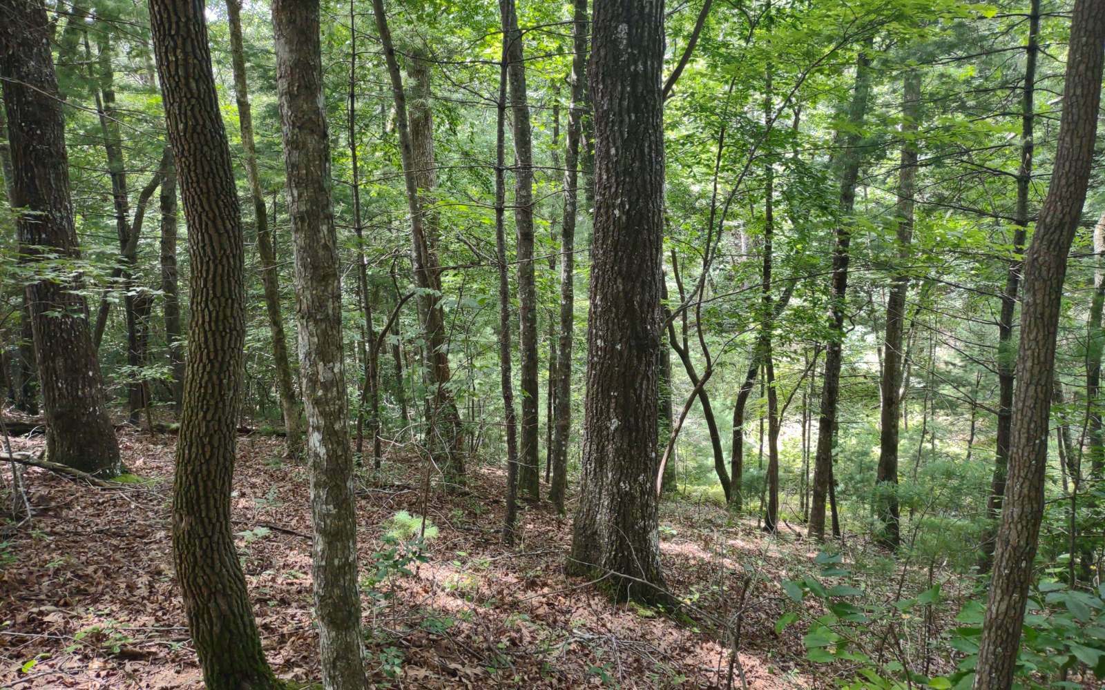 Property Photo:  Lt255 Tomahawk Trail  GA 30522 