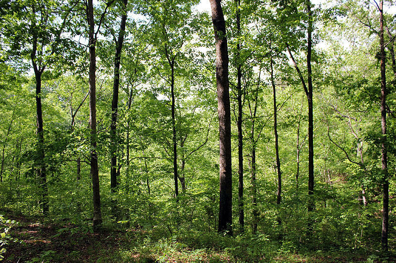 Property Photo:  Lot 14 The Village At Laurelwood  KY 42544 