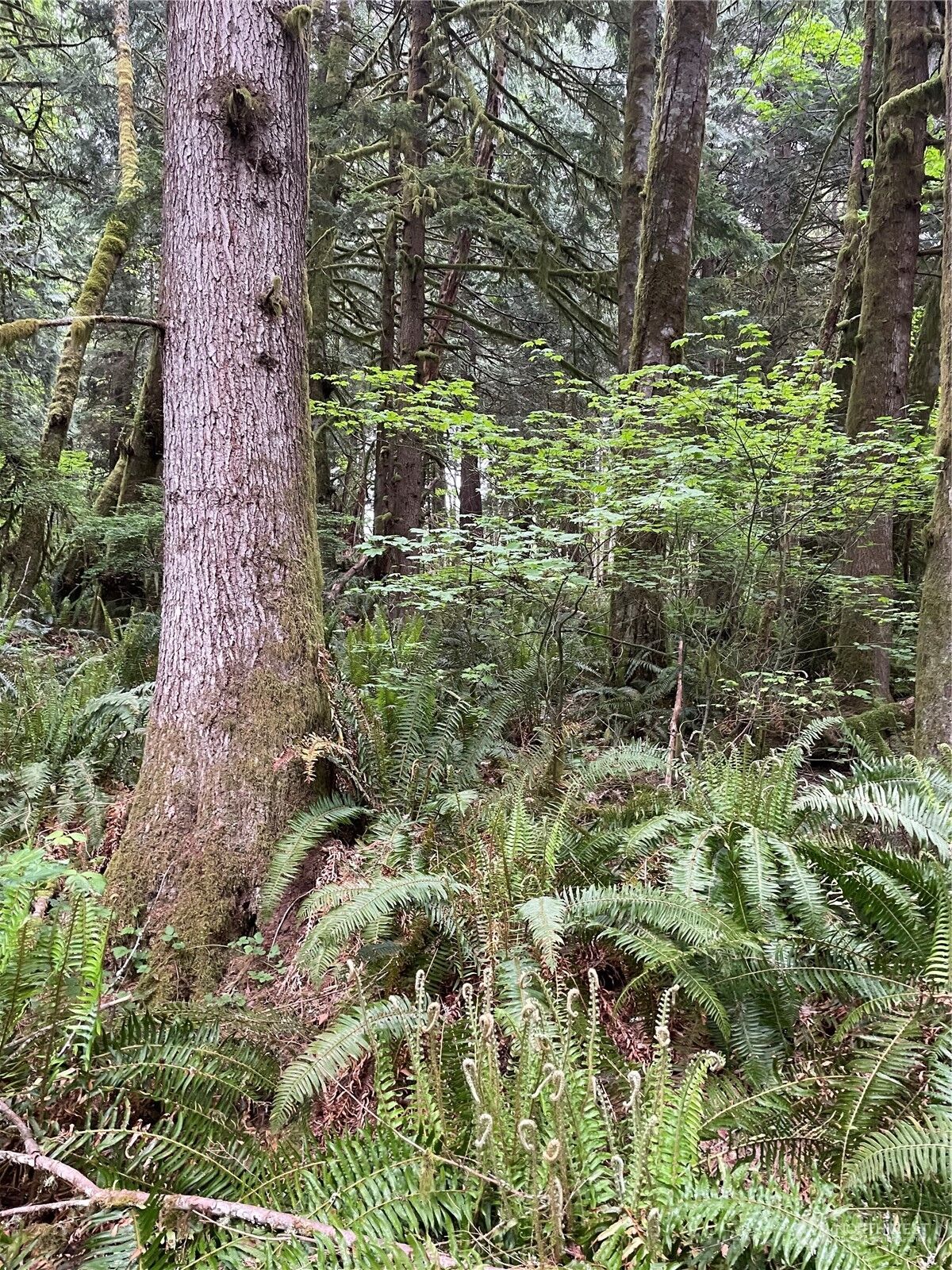 Property Photo: 251 Lot 007 Woods Creek Road WA 98290