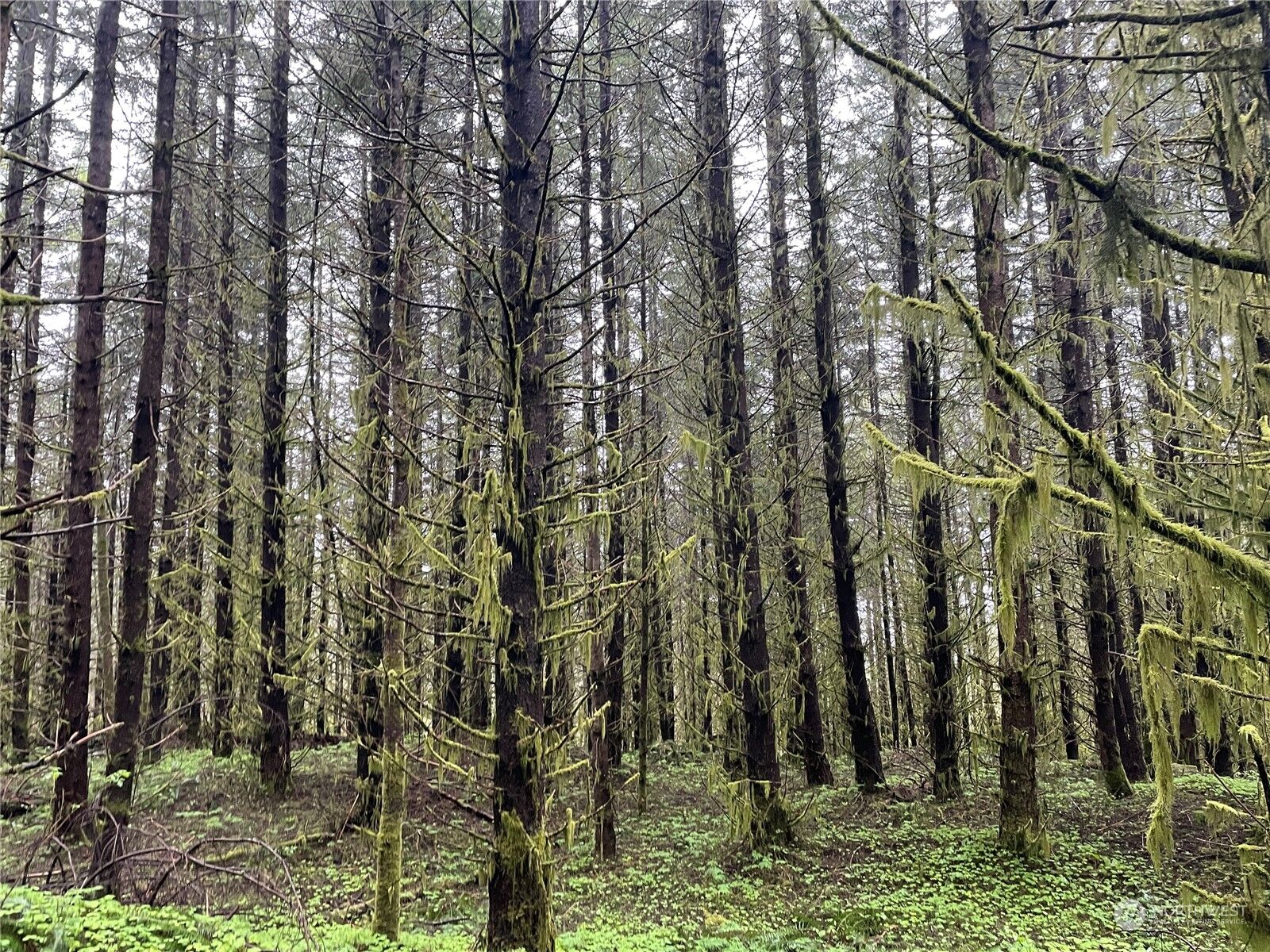 Property Photo:  0  Green Mt Road  WA 98674 