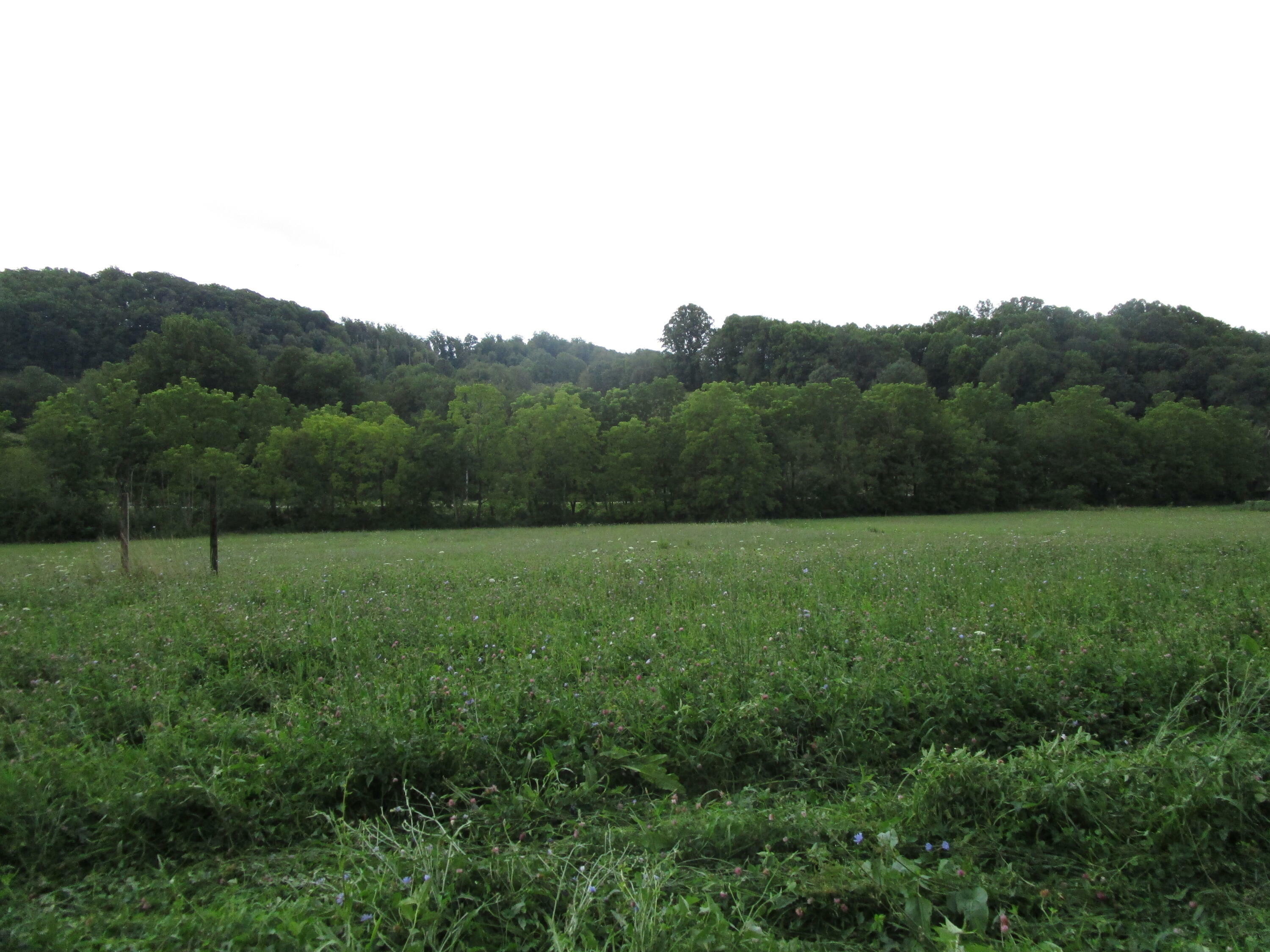 Property Photo:  Tbd Buck Creek Road  TN 37687 