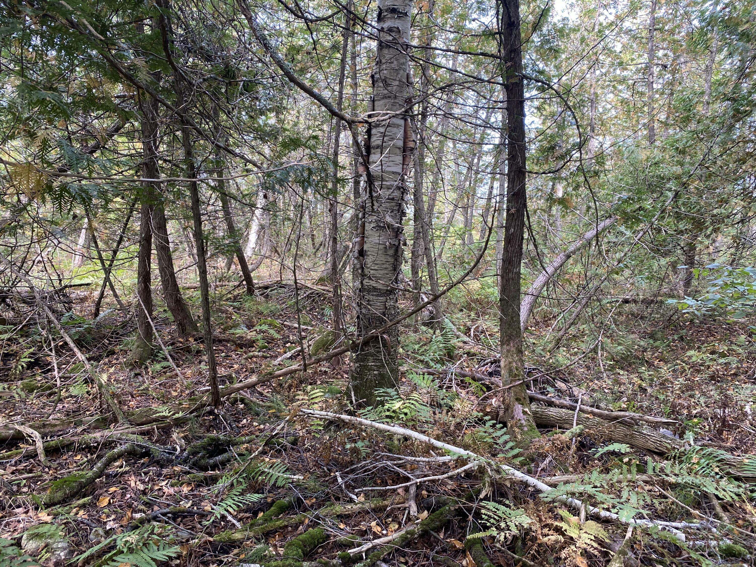 Property Photo:  Lot 51 Dexter Road  ME 04971 