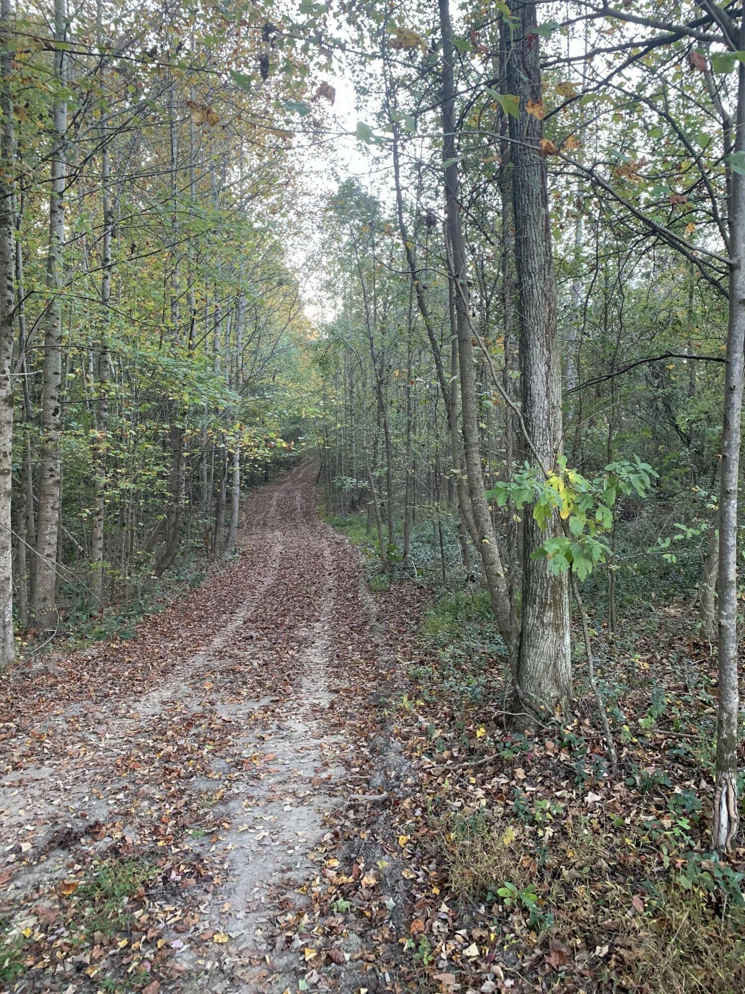 7.72 Ac County Road 724  Bryant AL 35958 photo