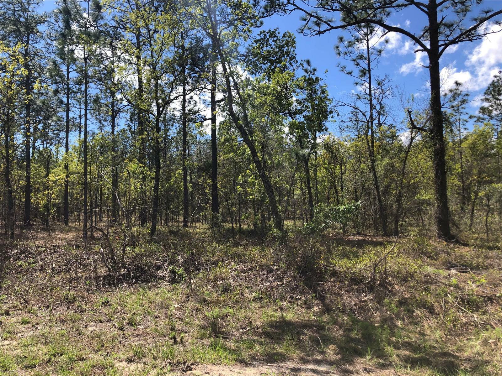 Property Photo:  Lot 13 NW Commodore Road  FL 34431 