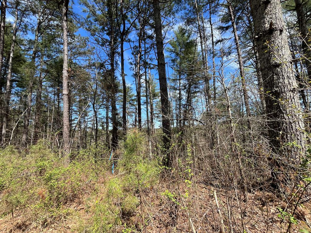 Property Photo:  Lot 131 Jumper Drive  GA 30540 