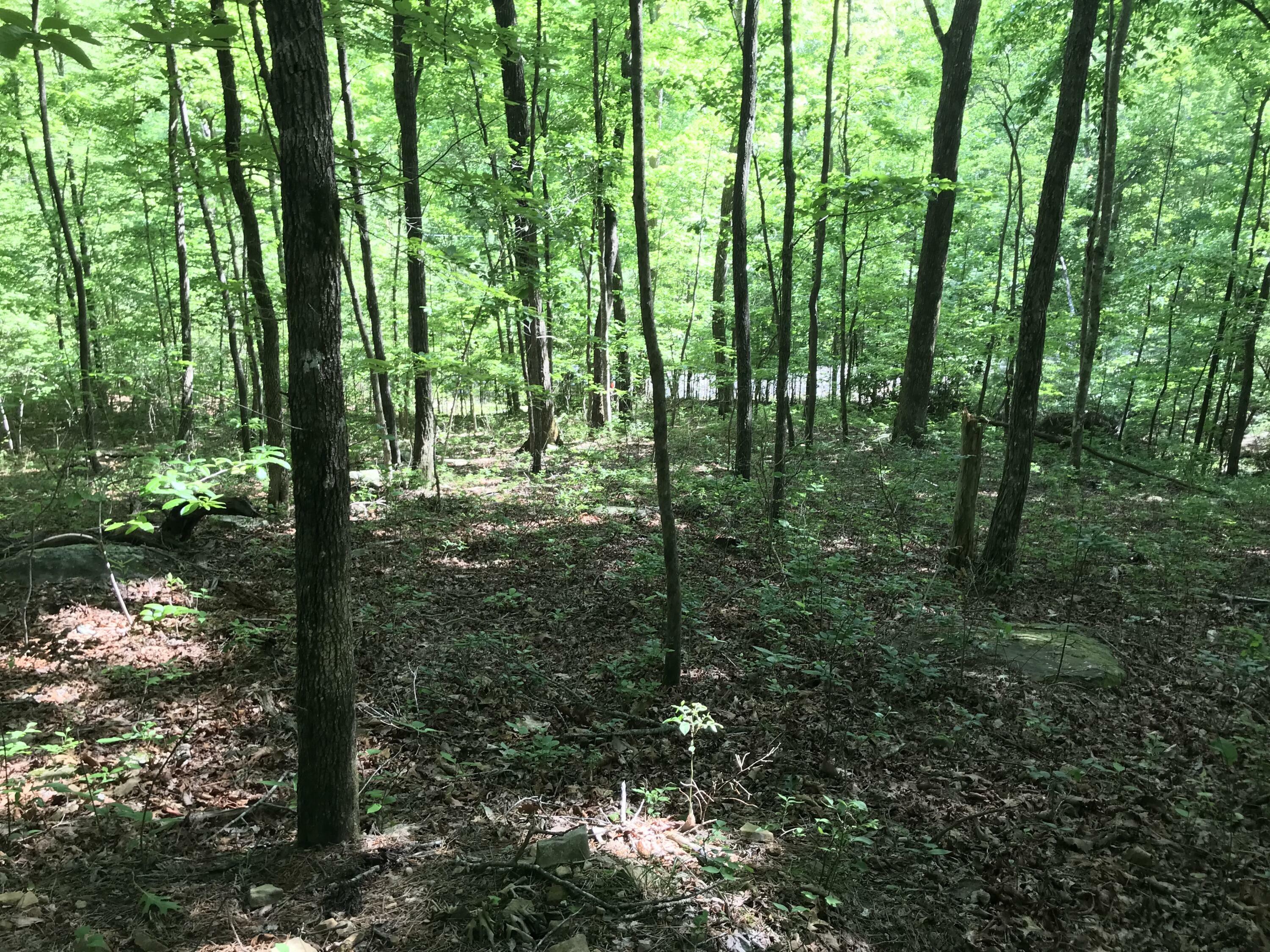 Property Photo:  Lot 202 Deep Woods Drive  TN 37327 