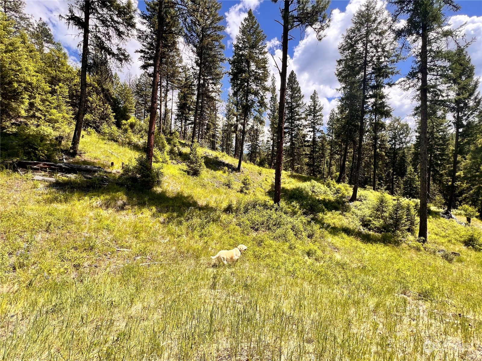 Property Photo:  0 Tbd Old Kettle Falls Road  WA 99166 