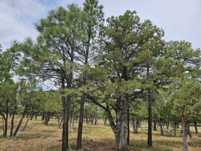 Property Photo: 3487 Durango Drive AZ 86024