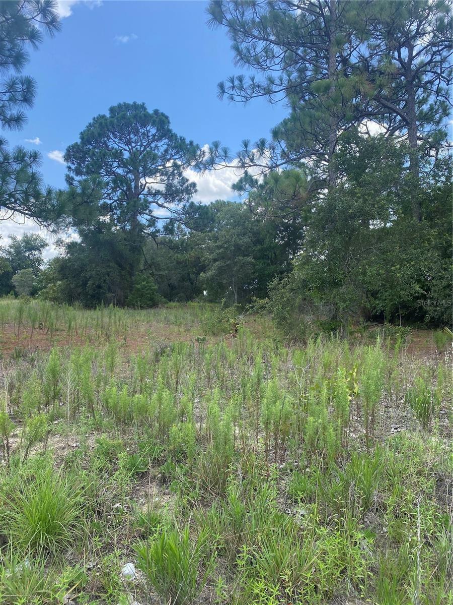 Property Photo:  17314 County Line Road  FL 34610 