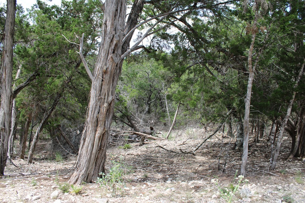 Property Photo:  114 W Caitlin  TX 78025 