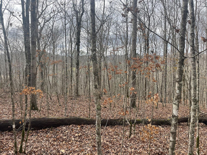 Property Photo: Lot 41 Paradise Acres KY 42501