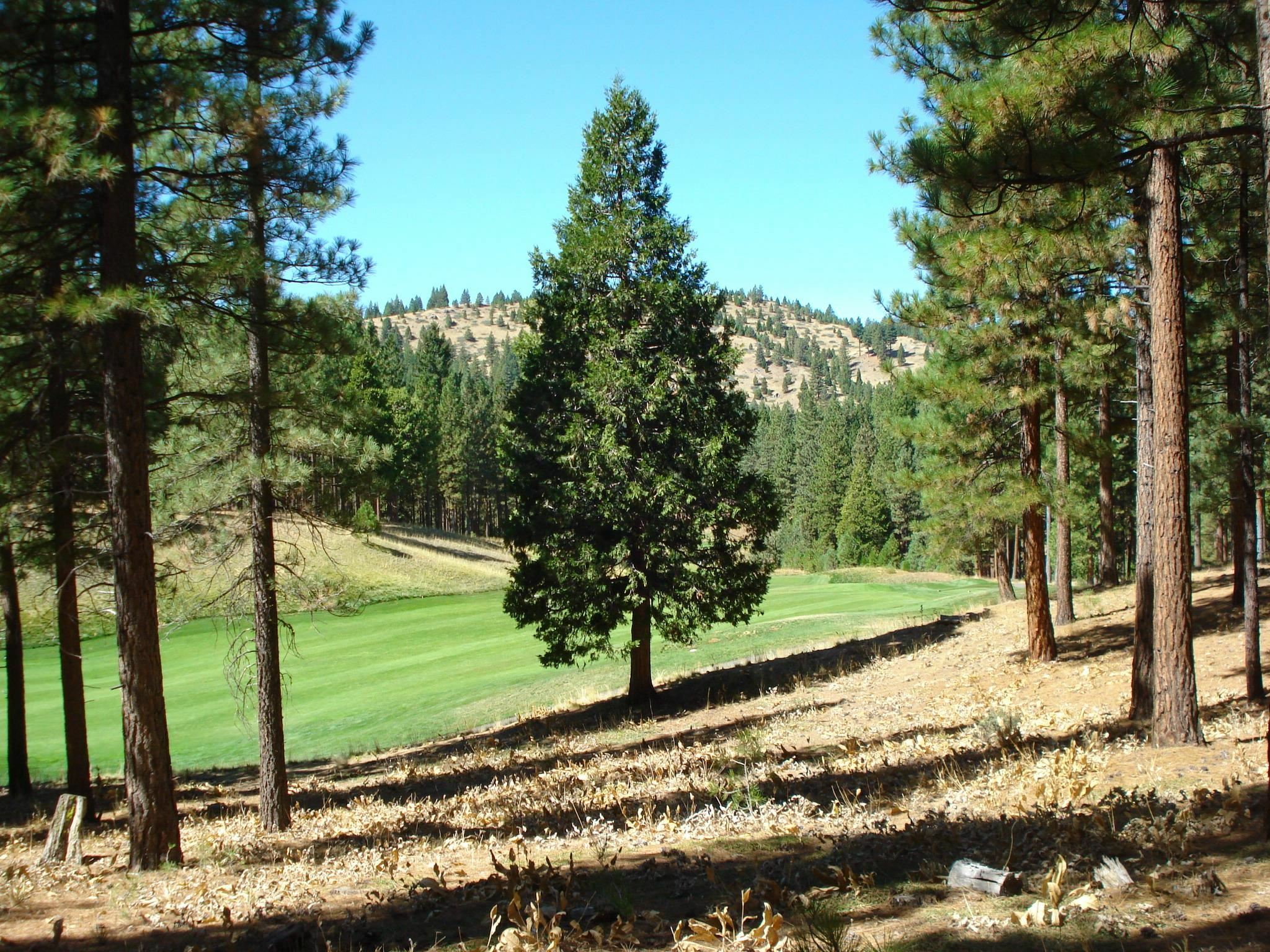 Property Photo:  139 Bird Of Prey Lane  CA 96122 