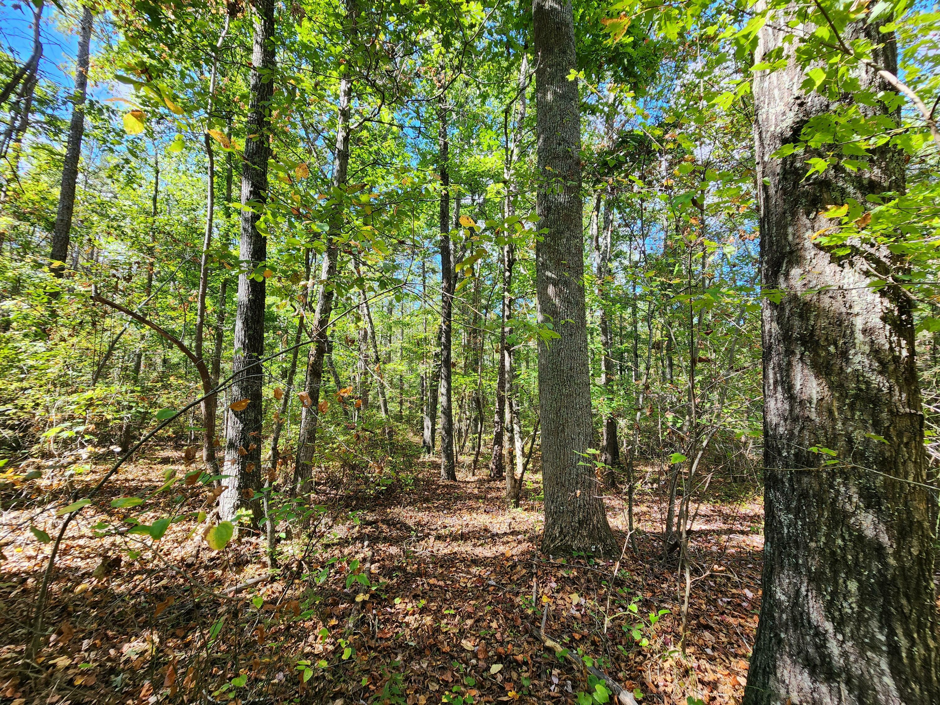 Property Photo:  Lot 17 Whitetail Drive  AL 35984 