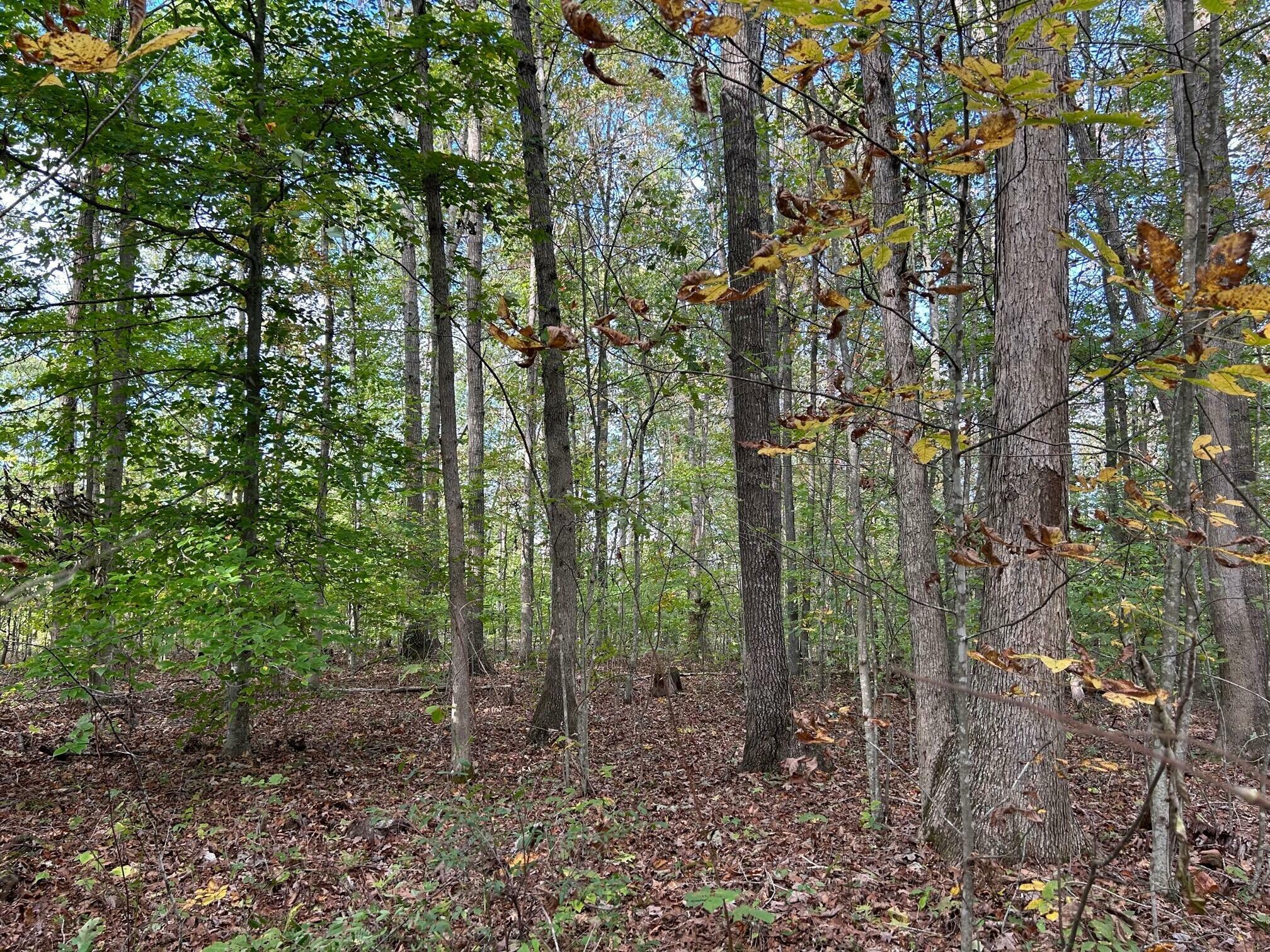 Property Photo:  Lot 3 871 Fleshman Dr  WV 24938 