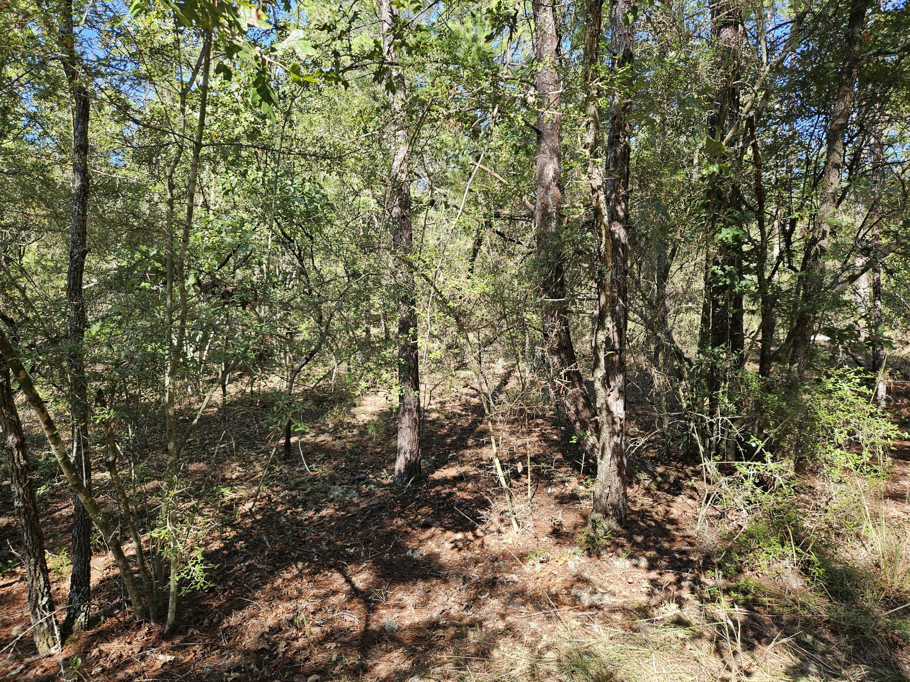 Property Photo:  .69 Adre E Dogwood East Avenue  FL 32433 