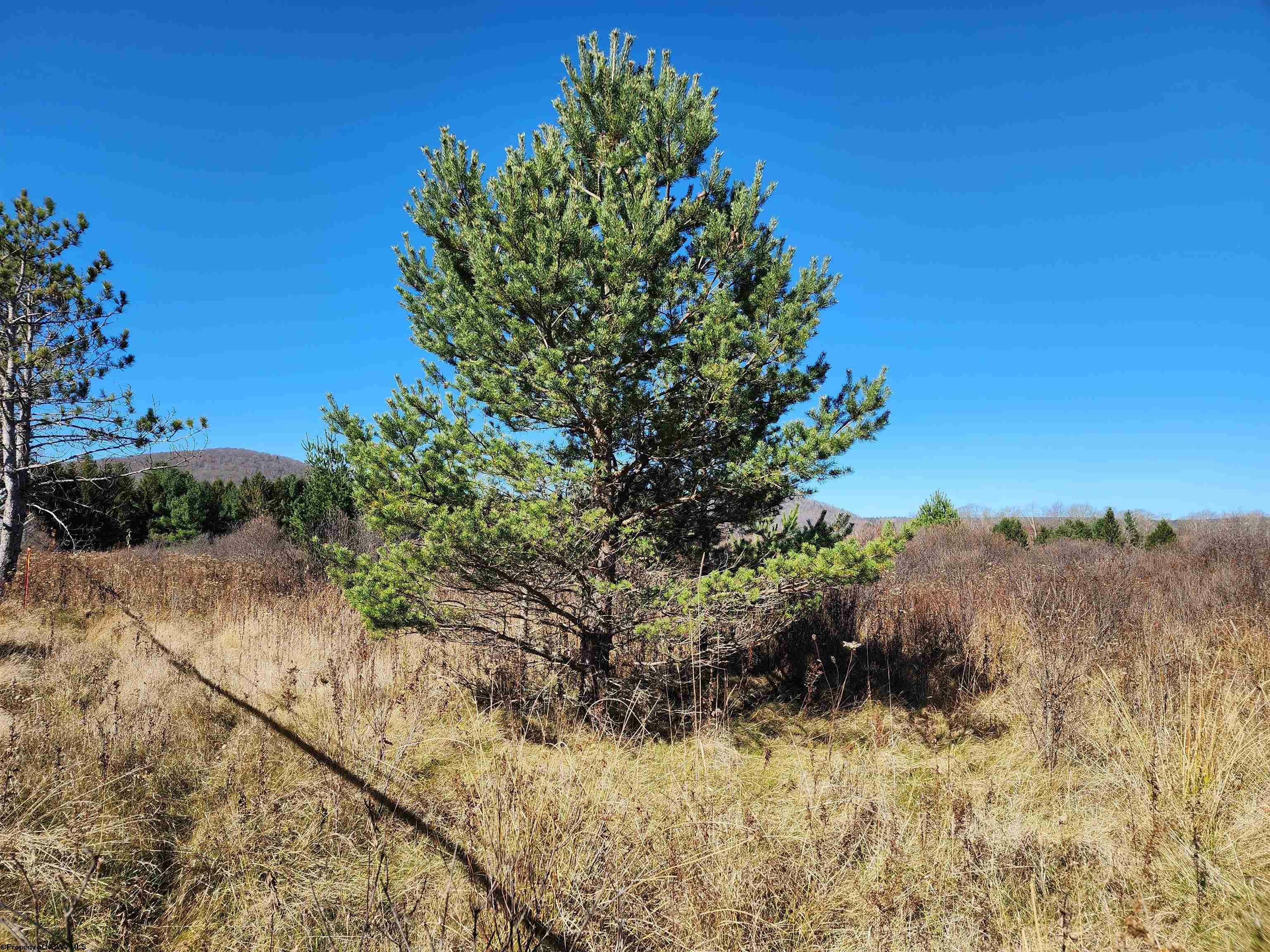 Property Photo:  Tract C Cortland Road  WV 26260 