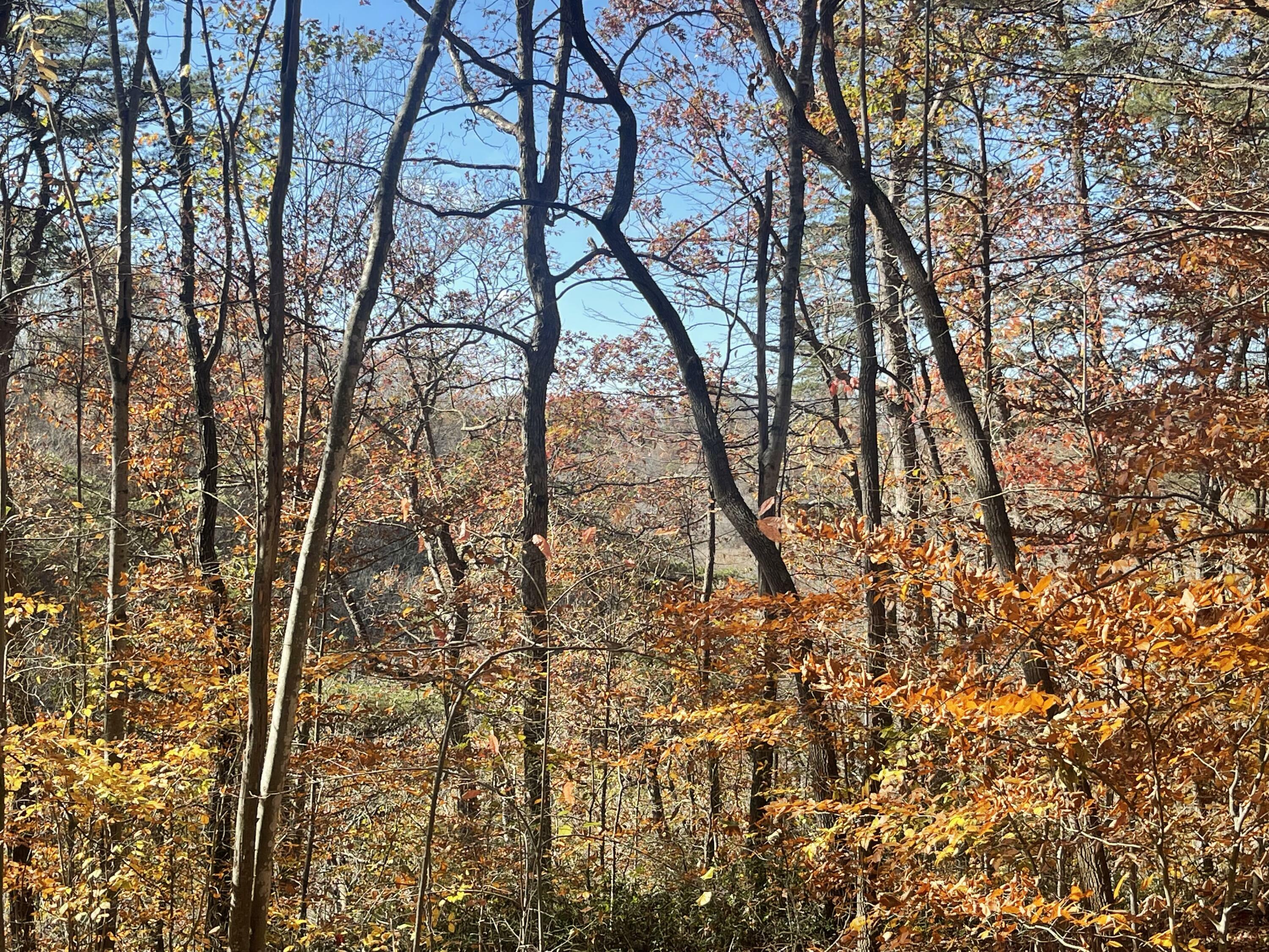 Property Photo:  Lot 193 Stillwater  KY 42642 