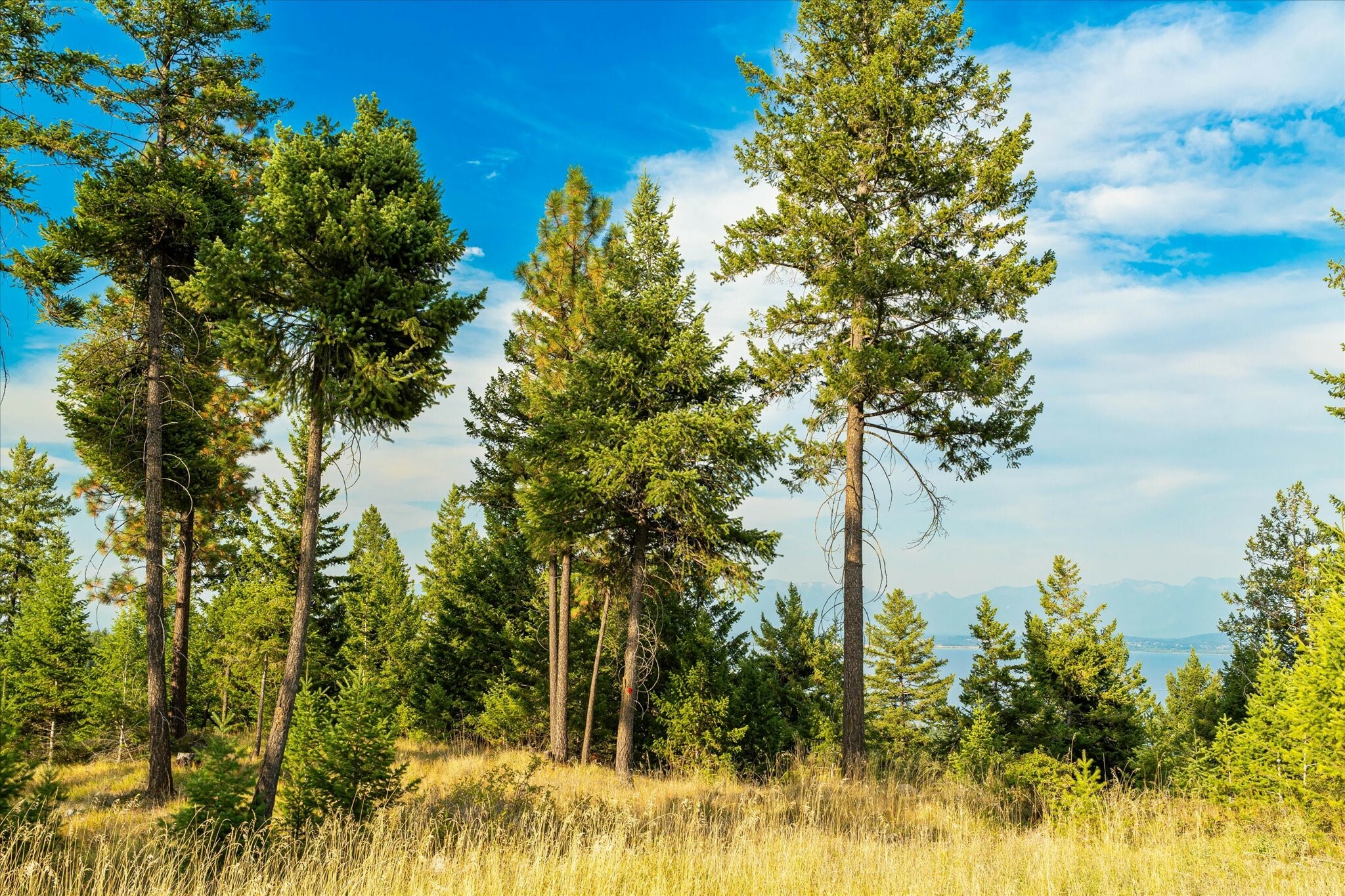 Property Photo: 1065 Trappers Creek Road MT 59922