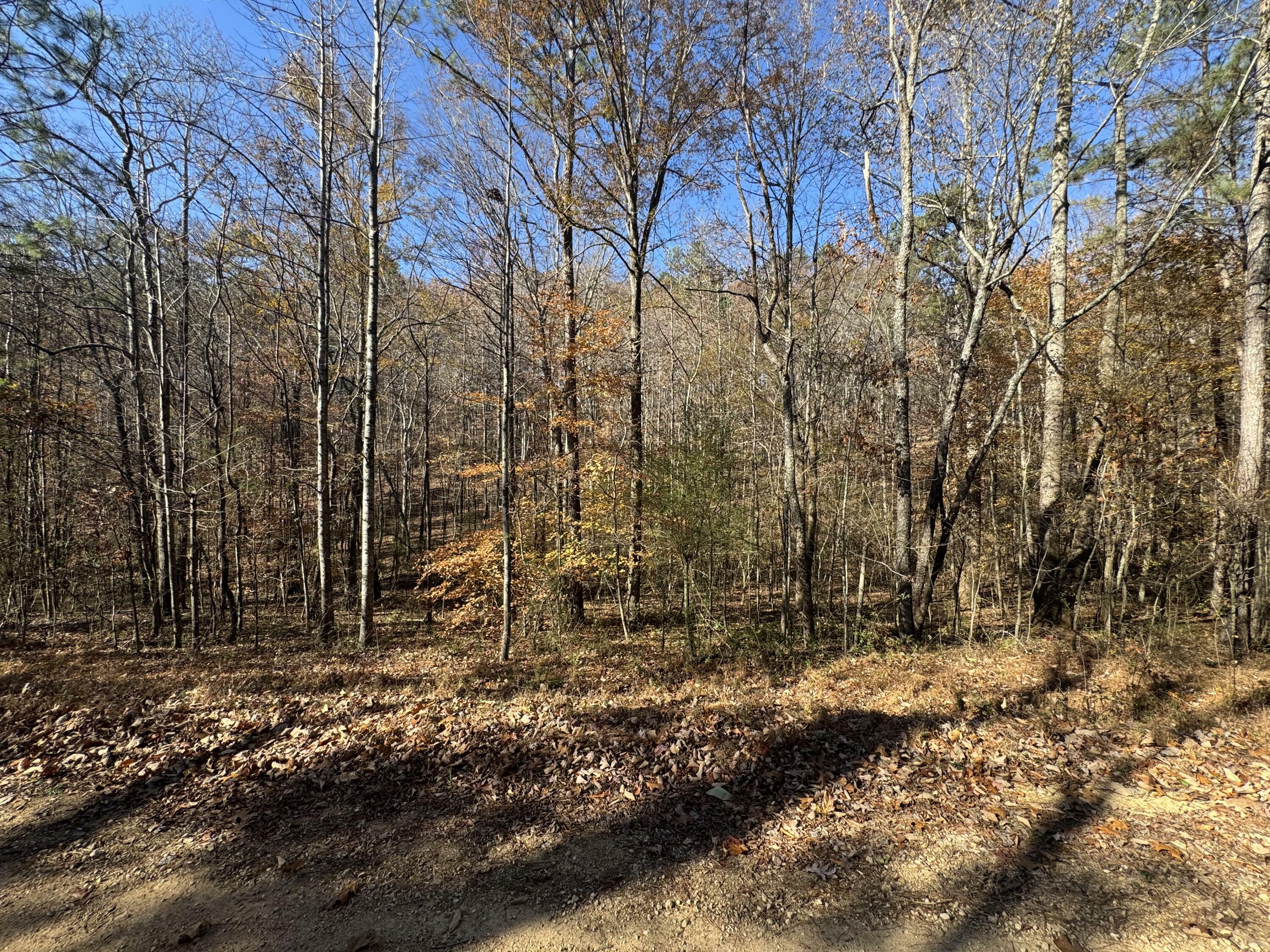 Property Photo:  28 Acres County Road 917  AL 35961 