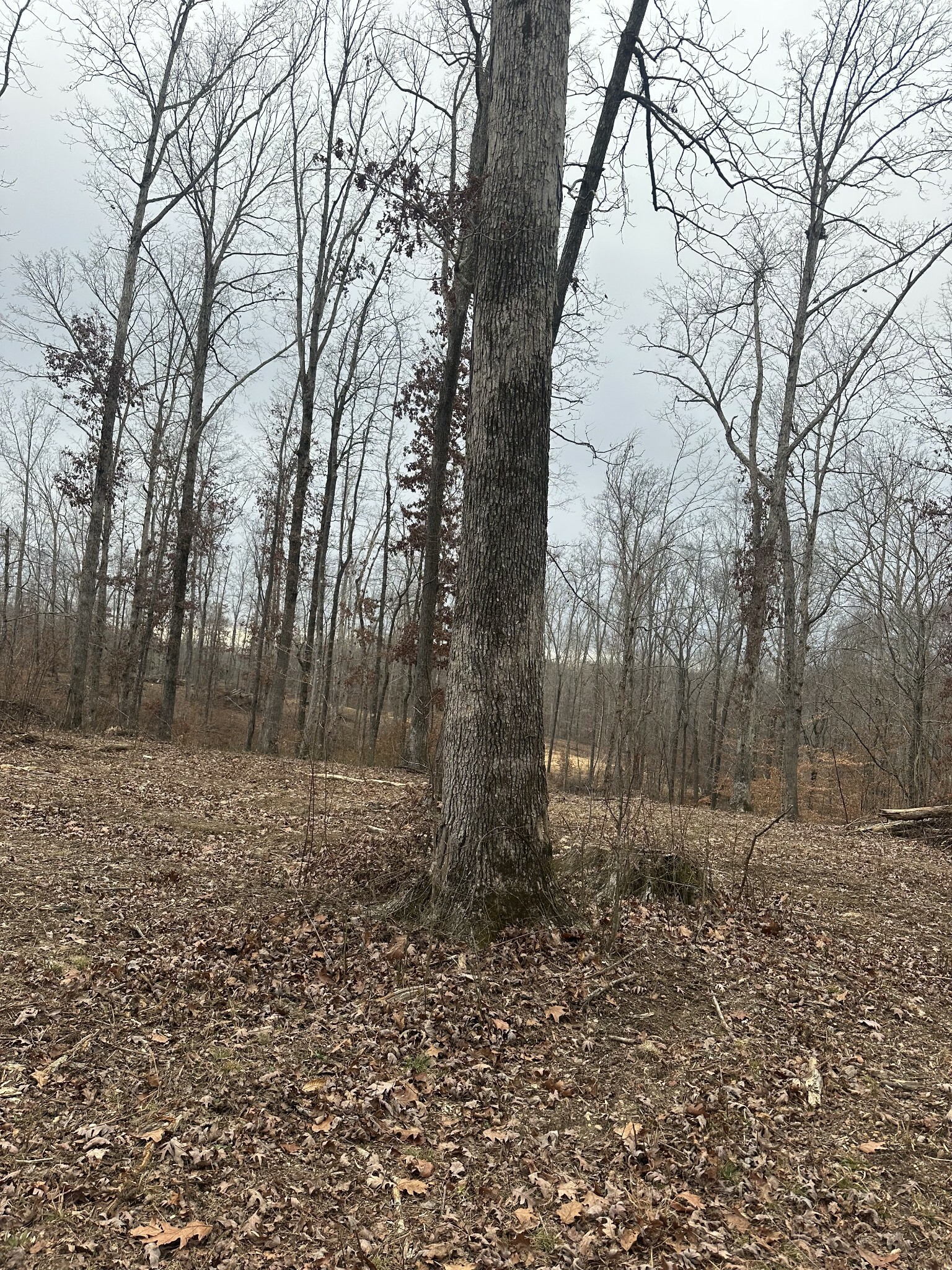 Property Photo:  975 Weakley Creek Road E  TN 38464 