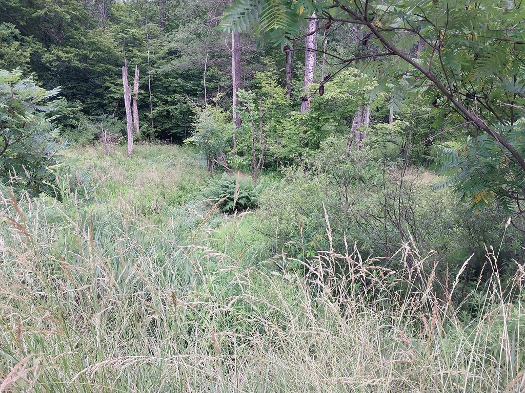 Property Photo:  0 Hornby Road  NY 14821 