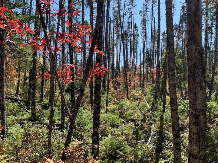 Property Photo:  Lot 4 Pleasant River Preserve  NS B0T 1X0 