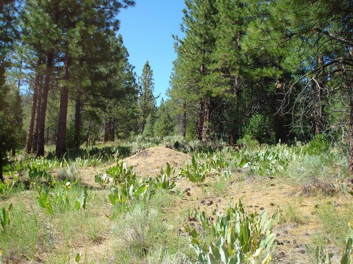 Property Photo:  288 Arrowleaf Road  CA 96122 