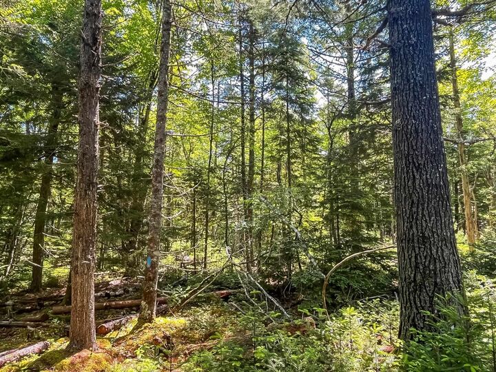 Property Photo:  Lot 1000  Conquerall Road  NS B0R 1G0 