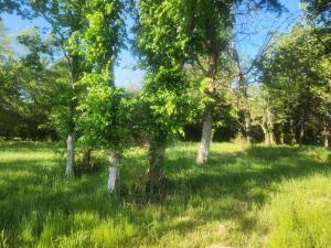Property Photo: Tract 3 Castleberry Lane AR 72846
