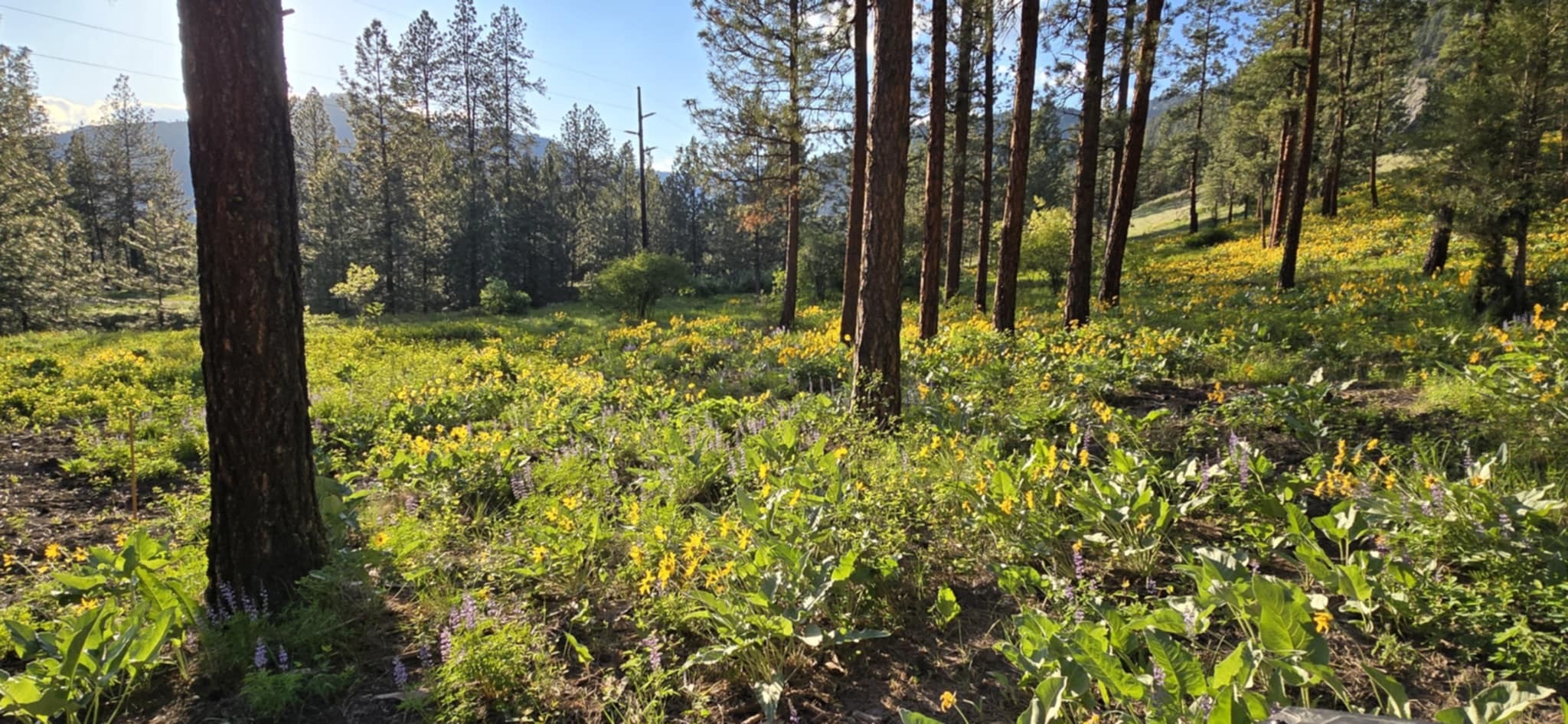 Property Photo:  Nhn Profile Rock  MT 59820 