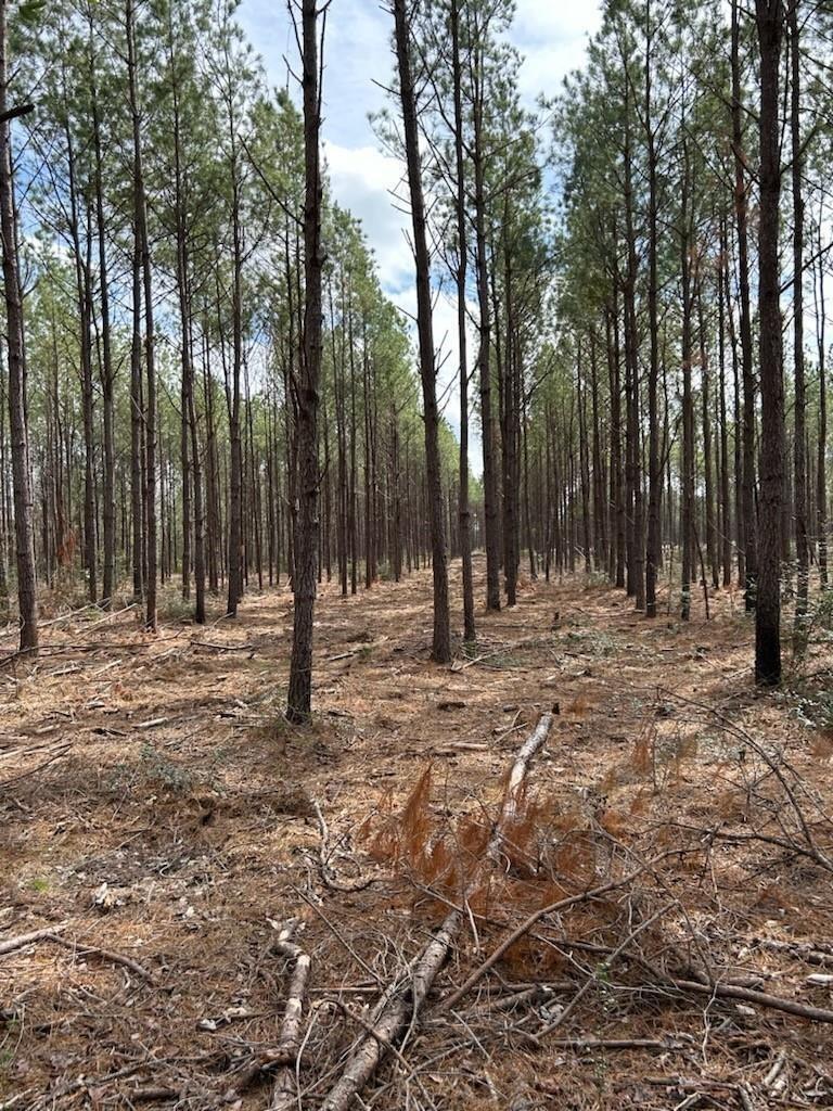 Property Photo: Tract 4 Lloyd Walker Road TX 75949
