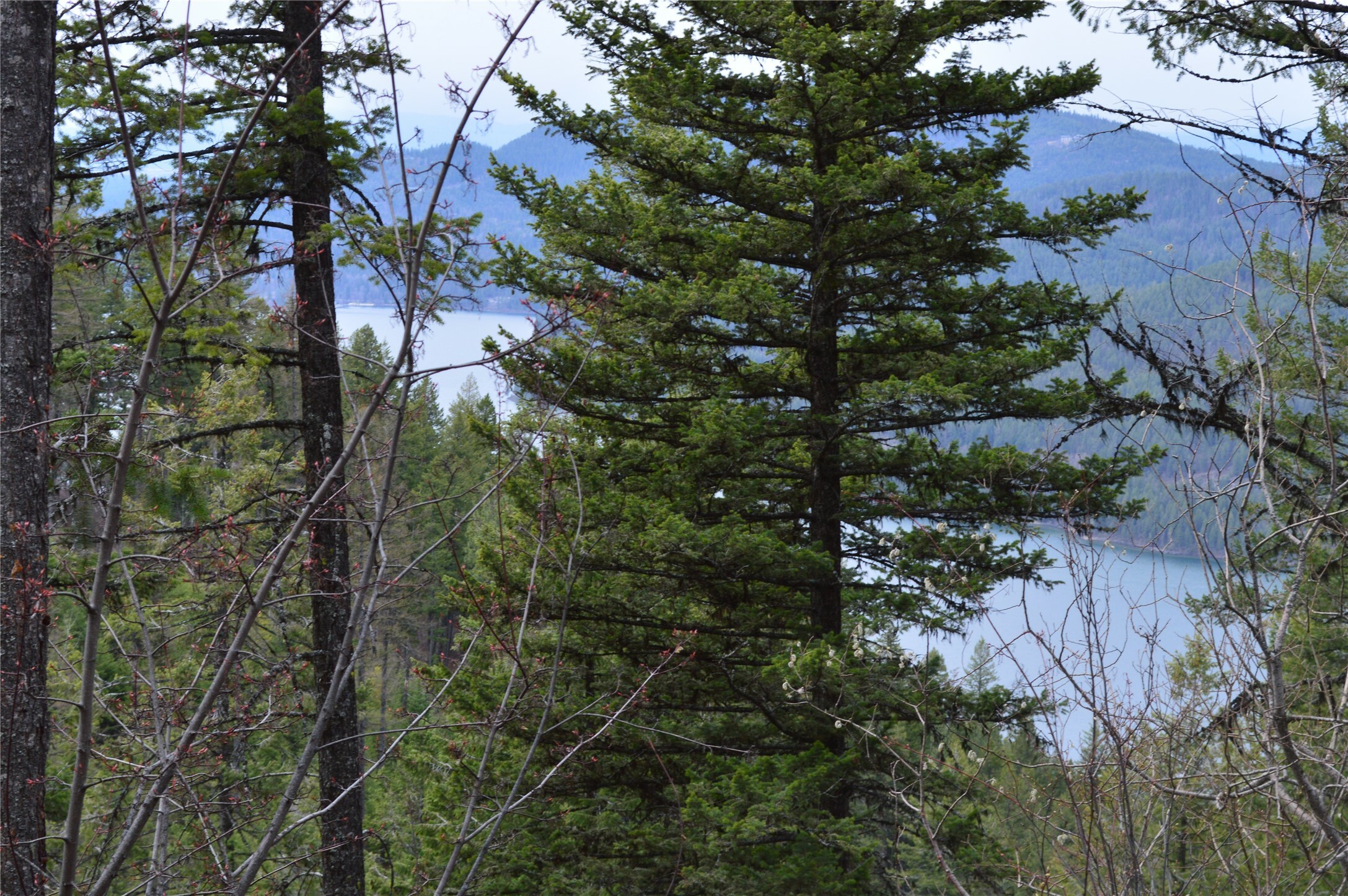 Nhn E Lakeshore Drive  Whitefish MT 59937 photo