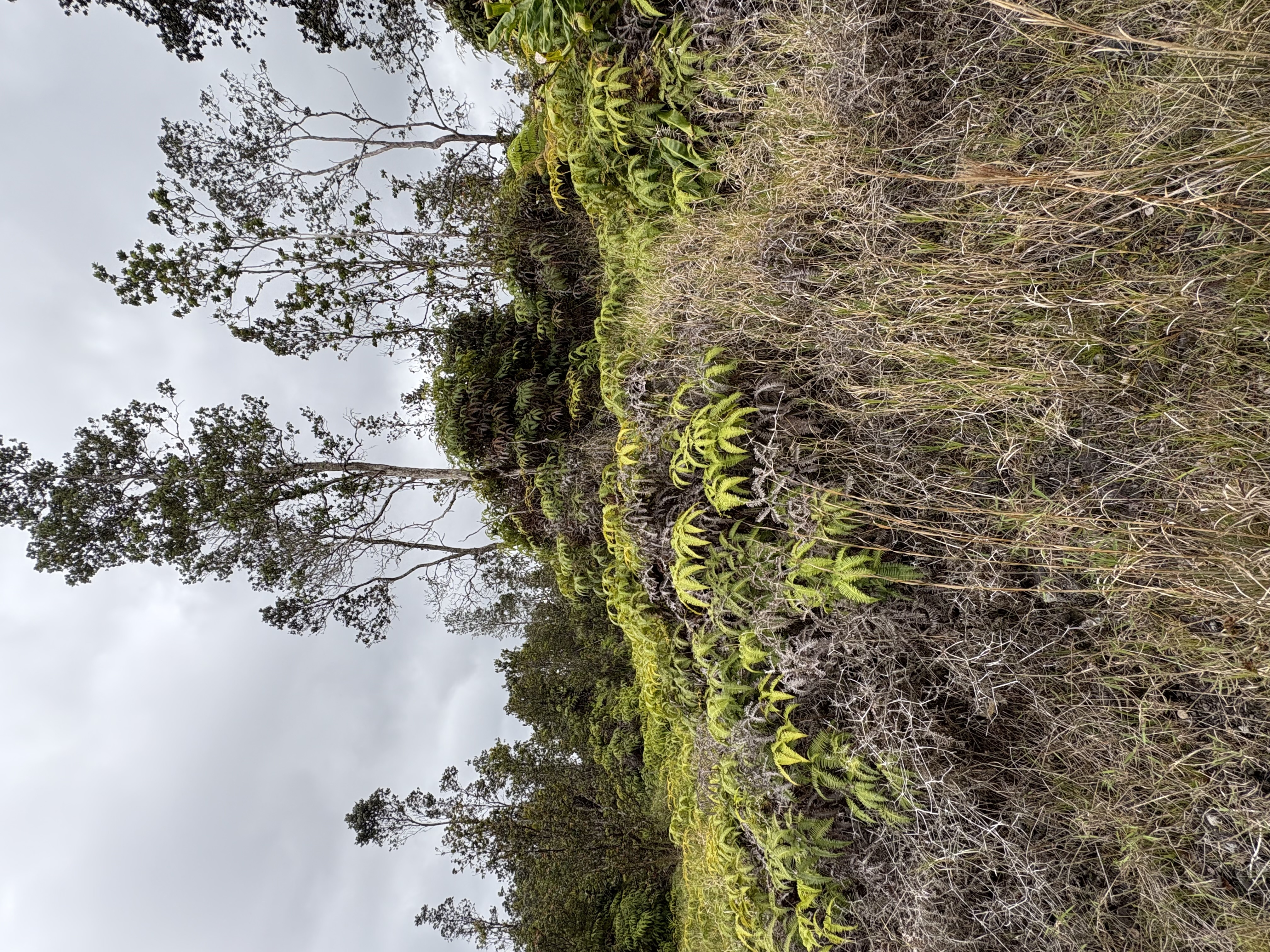 Property Photo: Volcano Rd HI 96785