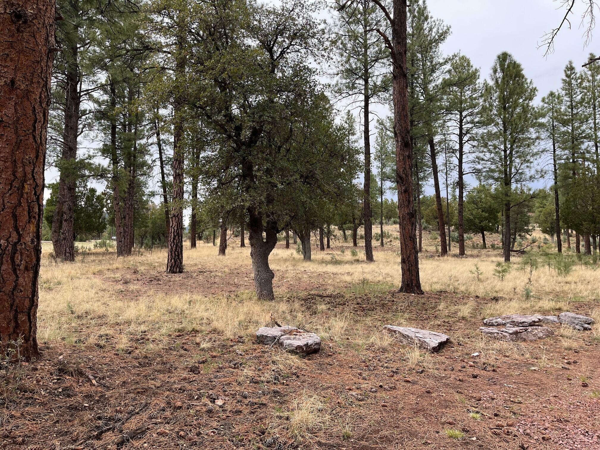 Tbd N State Route 87  Pine AZ 85544 photo
