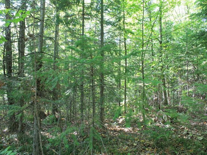 Property Photo: Lot 16 Alpine Dr WI 54565