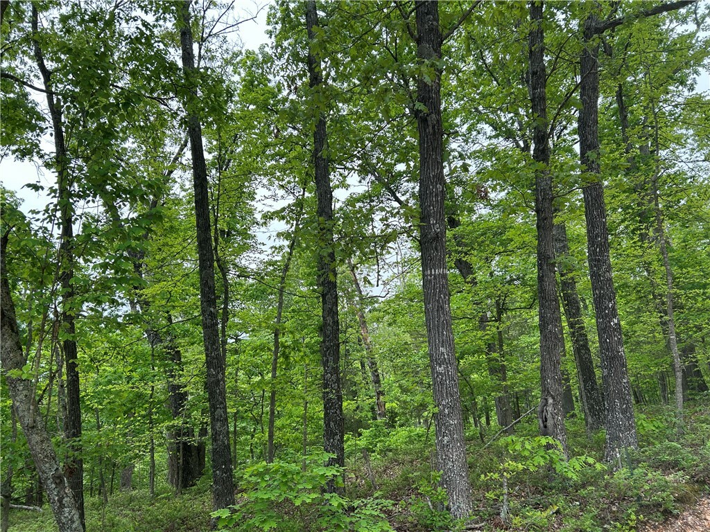 Arabian Lane  Rogers AR 72756 photo