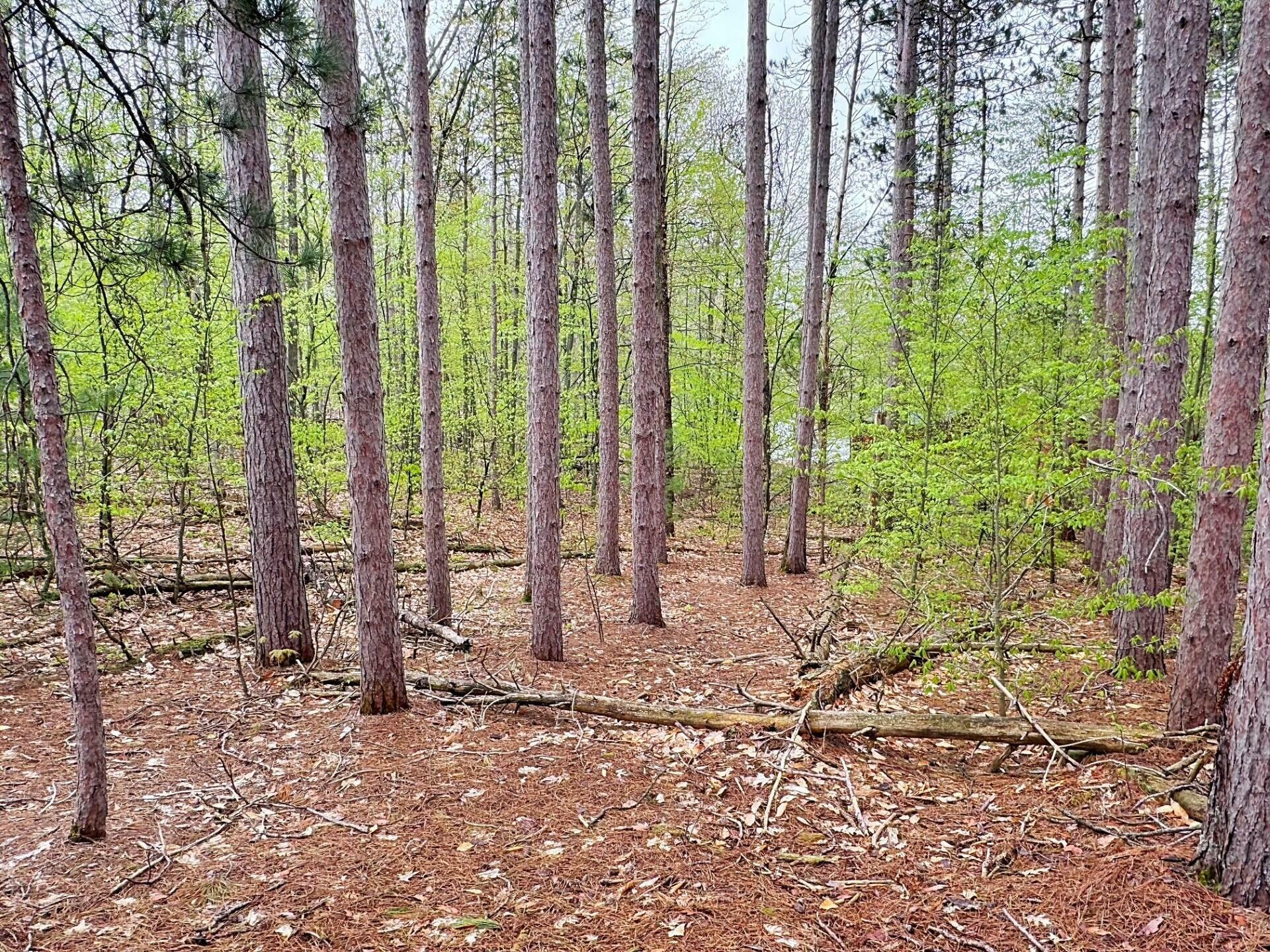 Property Photo:  000 Del Mason Road  MI 49615 