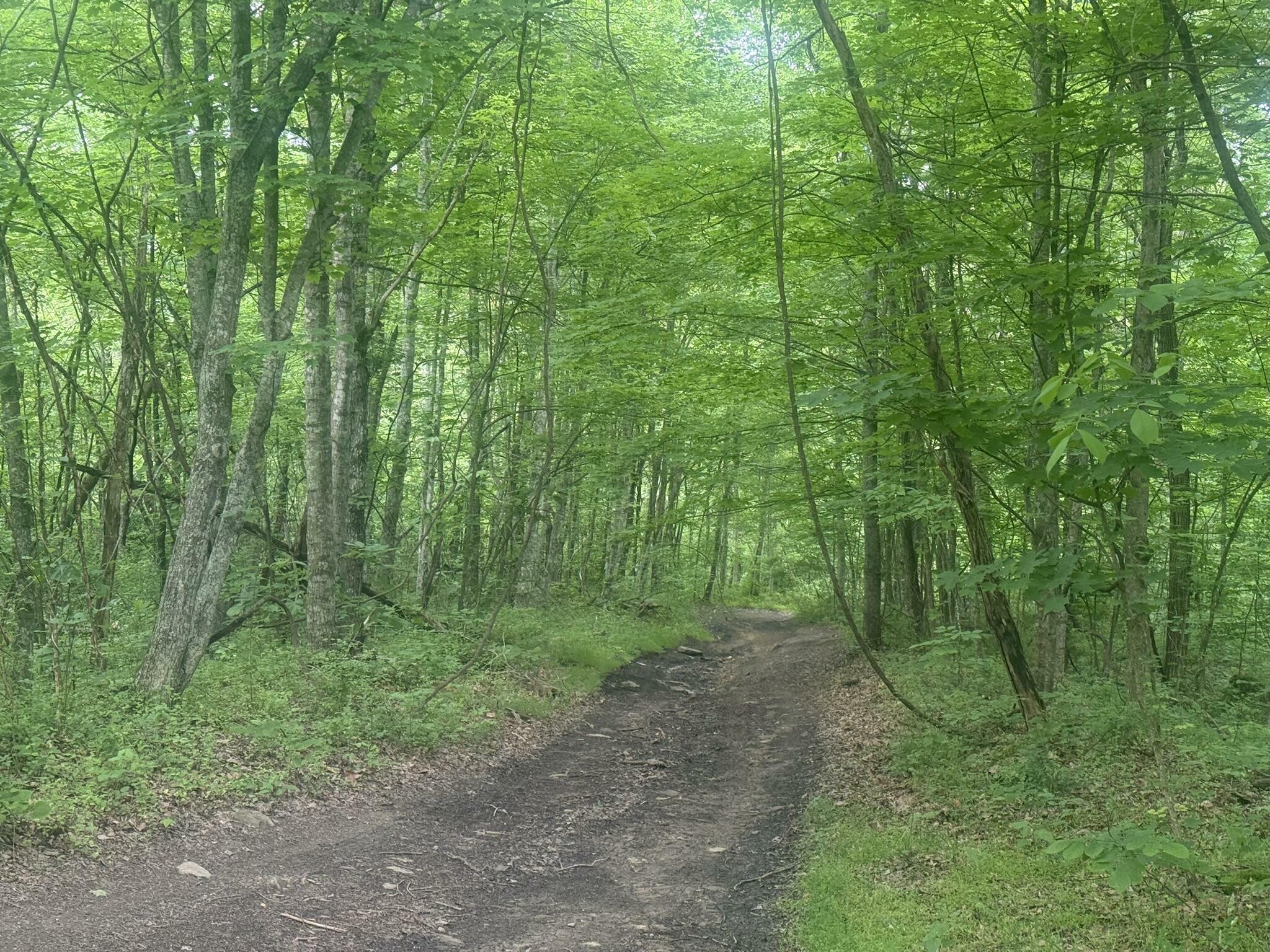 Property Photo: 169 Greasy Ridge KY 41171