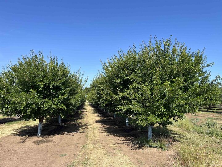Property Photo:  0 Volcano Way Hogsback Road  CA 96080 
