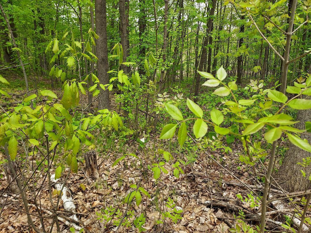 Property Photo: 00 Buck Lane MI 48625